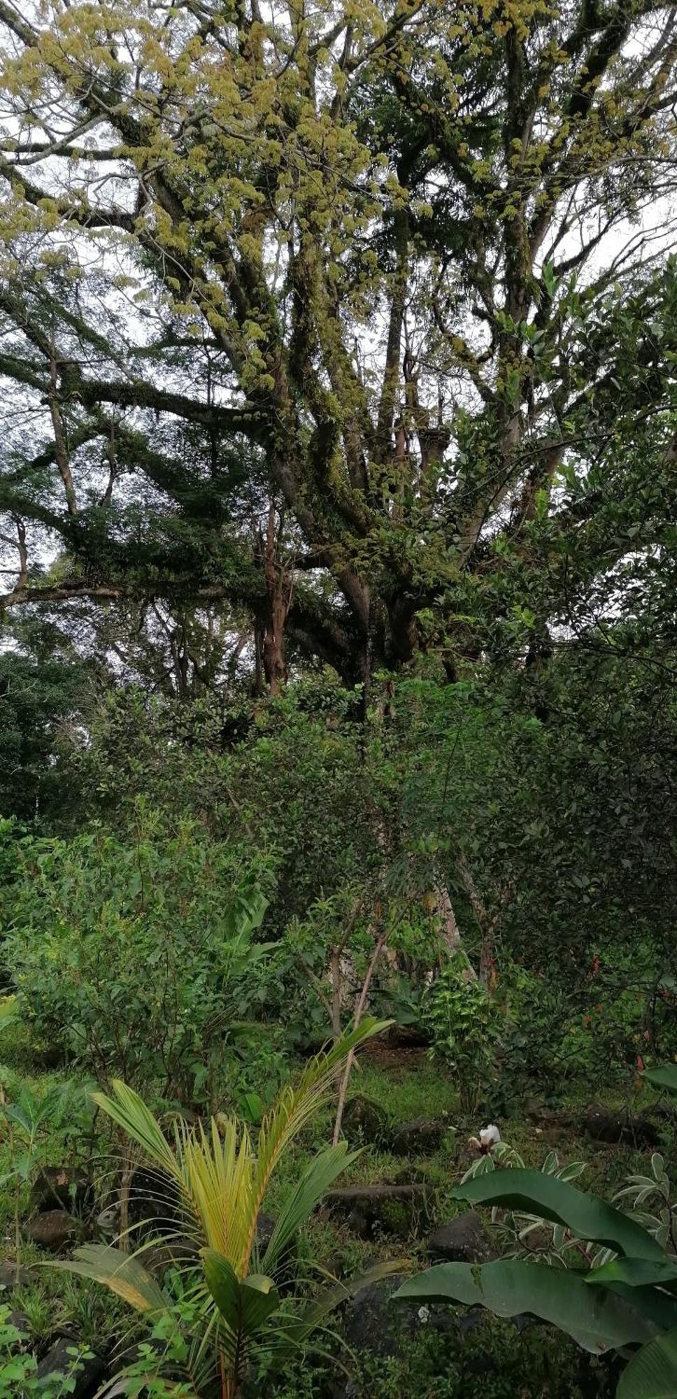 Villa Casa De Andrea Santo António Esterno foto