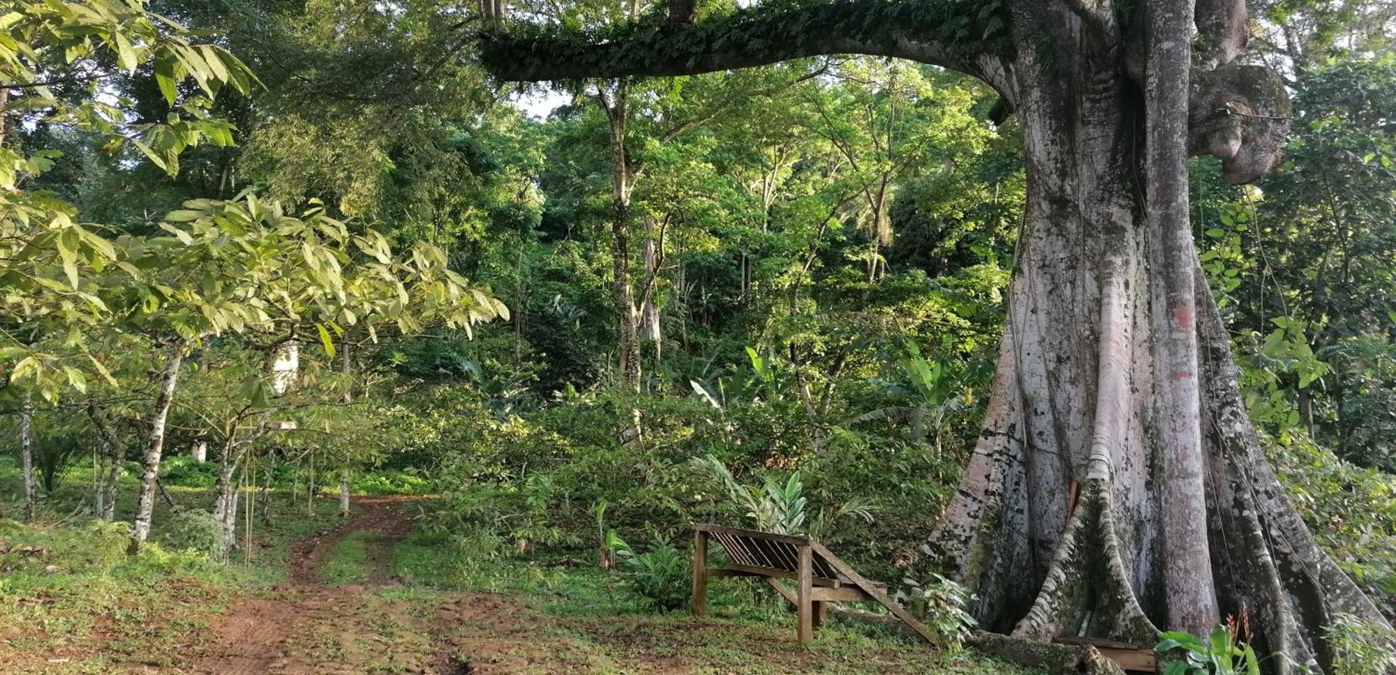 Villa Casa De Andrea Santo António Esterno foto